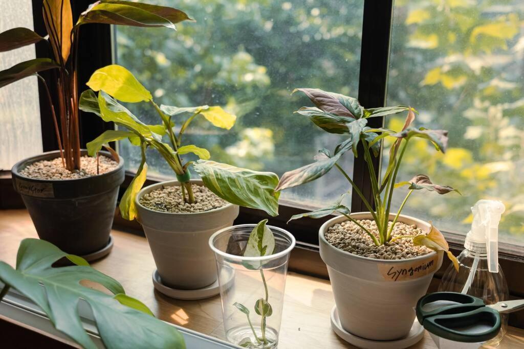 Comfy Leafy In Yeonnam * Séoul